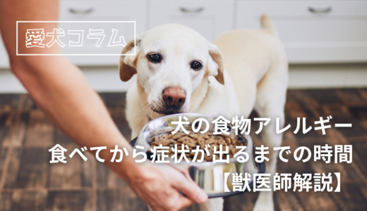 犬の食物アレルギー：食べてから症状が出るまでの時間【獣医師解説】